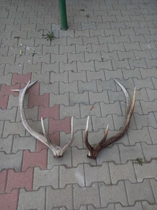Ловен трофей от благороден елен