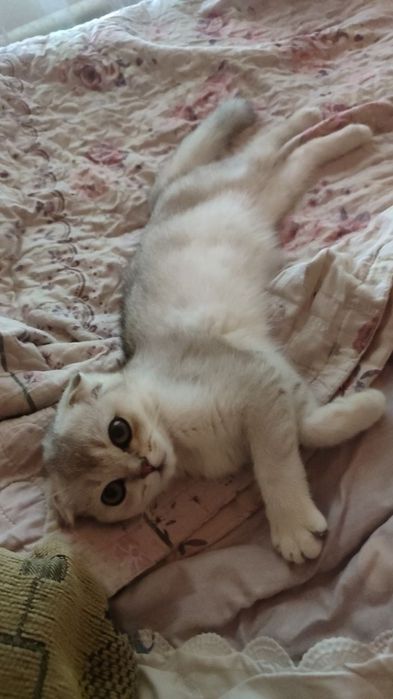 Продаются котята