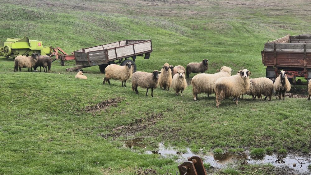 Oi de rasă de vânzare