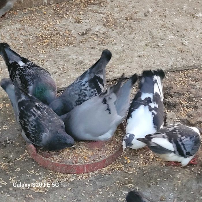 Porumbei de vânzare