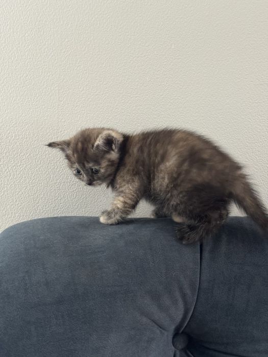 Котенок в добрые руки