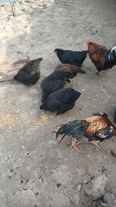 Дакан хуроз ва товук