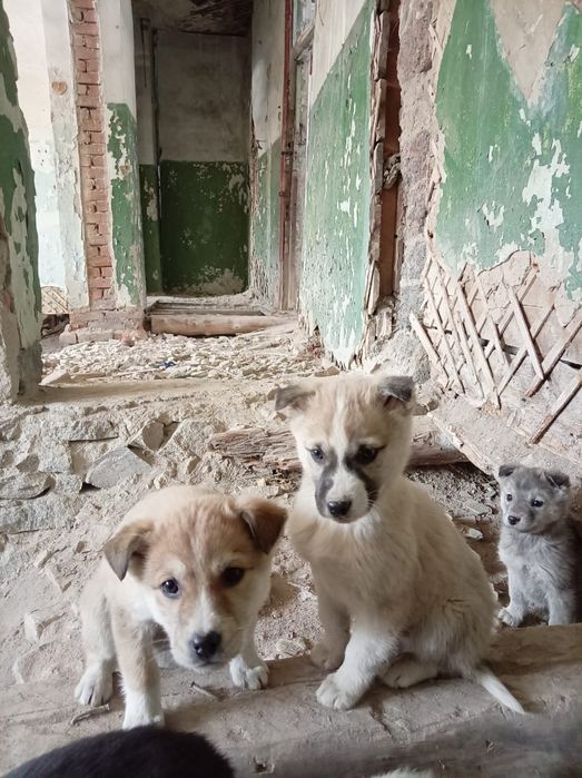 Срочно ищут дом! SOS!!!