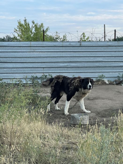 Алабай 3 года кобель
