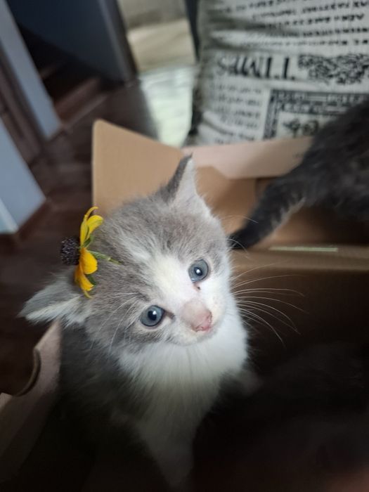 Милые котята ищут дом