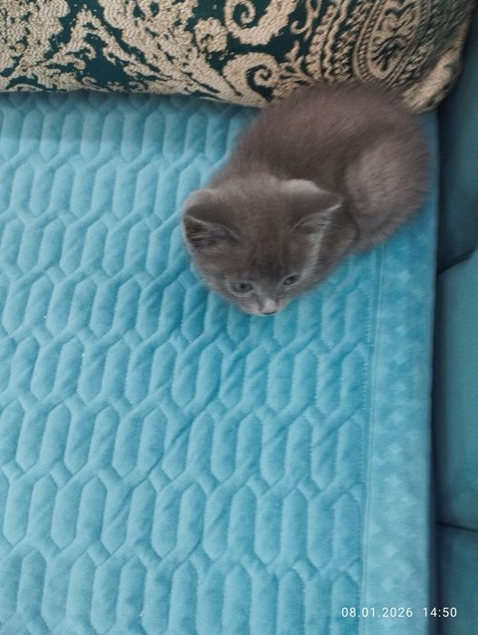 Котёнок девочка 20.000тг