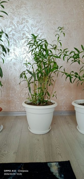 Олеандр домашний цветок