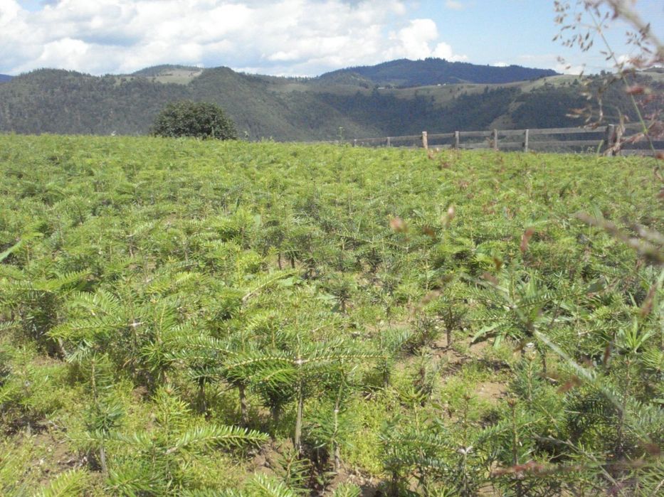 Puieti brad alb Abies alba la ghiveci P11- plantare 12 Luni/an