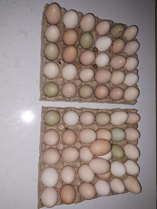 De vânzare ouă de casă