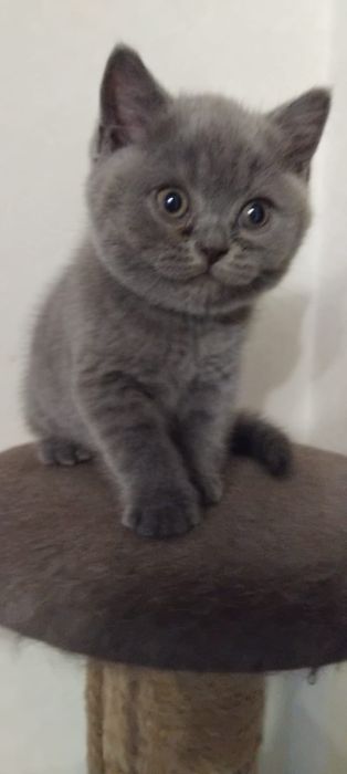 Шотландец котёнок