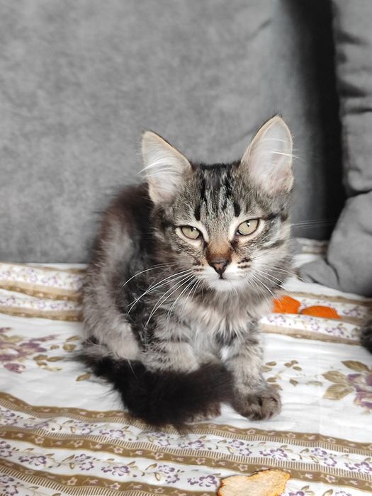 Котят отдам в добрые руки