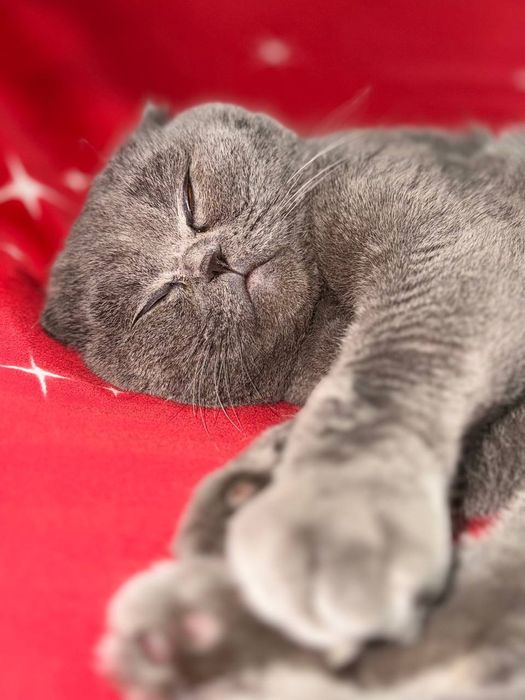 Шотландская вислоухая