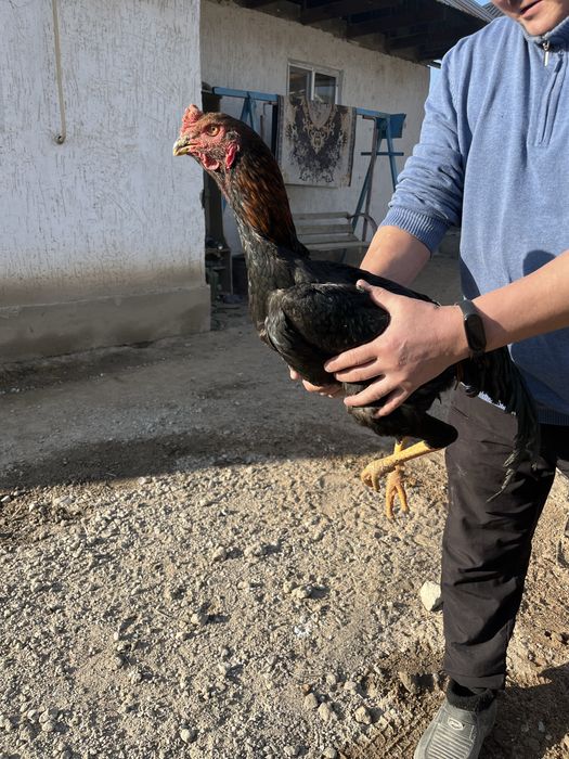 Дакан сатлады ….