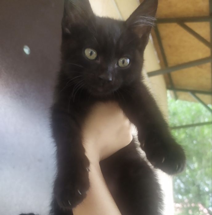 Котенок ищет дом