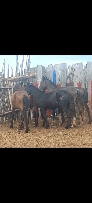 Тайлар Сатылады 1,5 Жасар