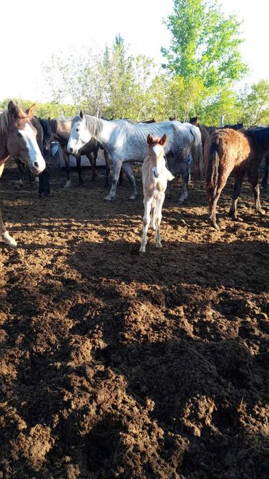 Продам лошадей (кабыла, тай)