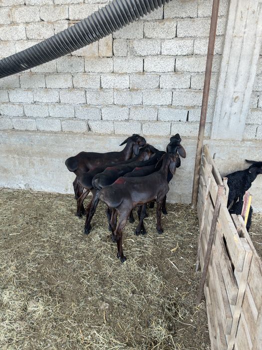 Куй кузи кучкорла сотилади