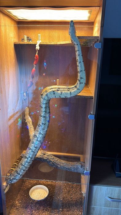 Boa Constrictor ,șarpe