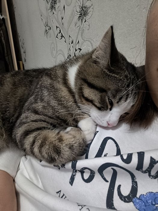 Отдаем котика в добрые руки