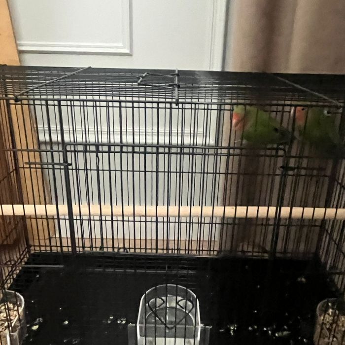 Неразлучник пара