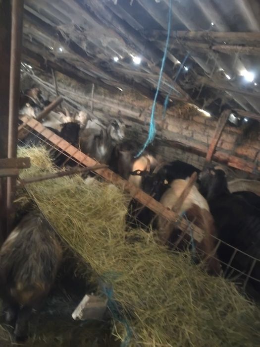 Vând 130 capre mai multe detalii sunati