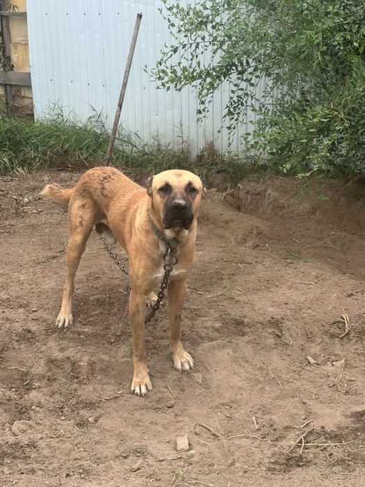 Собака Кангал 1 годик