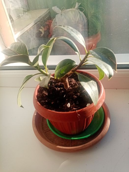 Продам фикус домашний