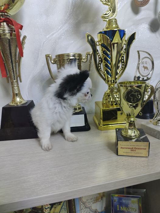Продаётся щенок чихуахуа, мальчик