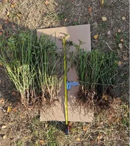 Производство на разсад Шипка, сорт "Пловдив 1"