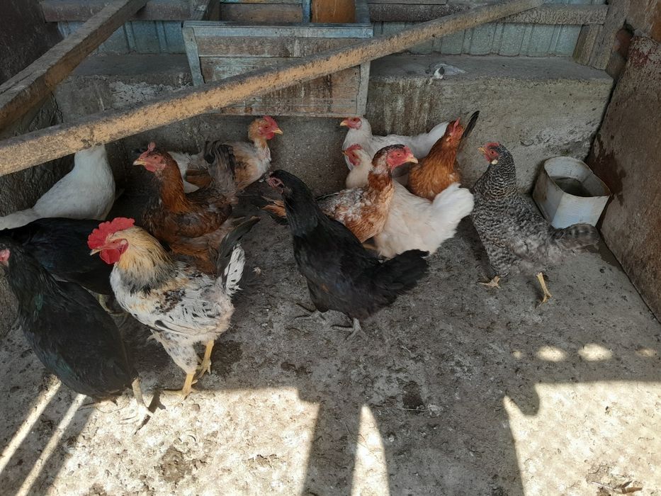 Продам домашние куры