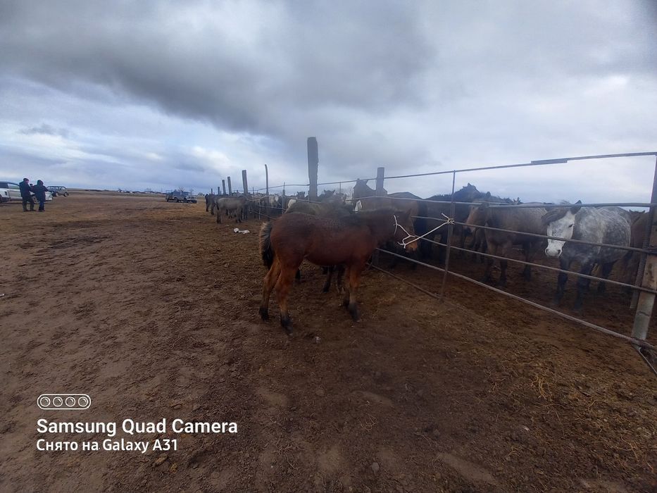 Жабағы лары сатылады