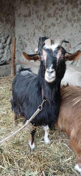 Она ечки 3 корин бугоз