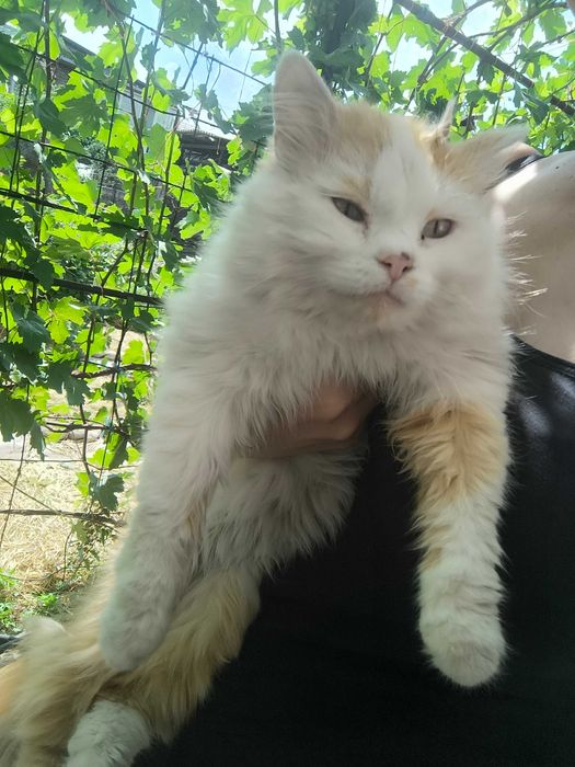 Отдам котиков в добрые руки