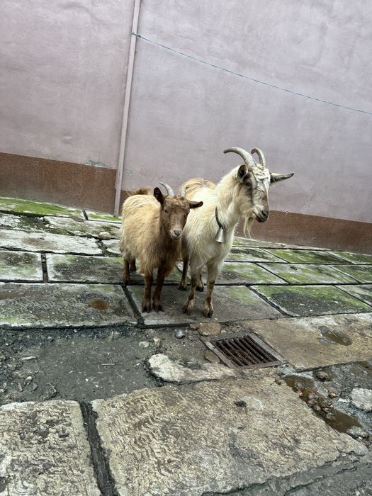 Vand sau schimb capra si iada