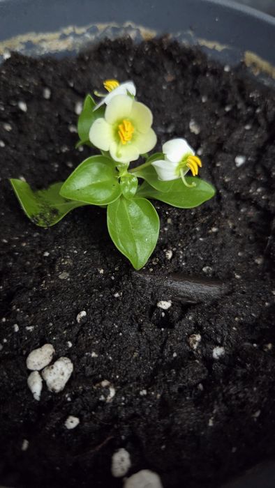 Комнатные цветы  экзакум