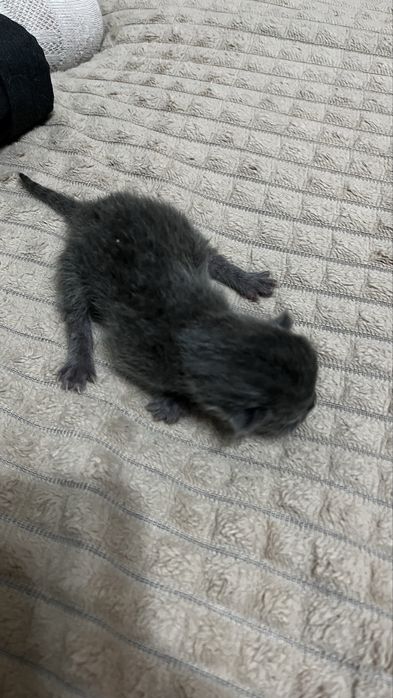 Кошечка София ищет семью.