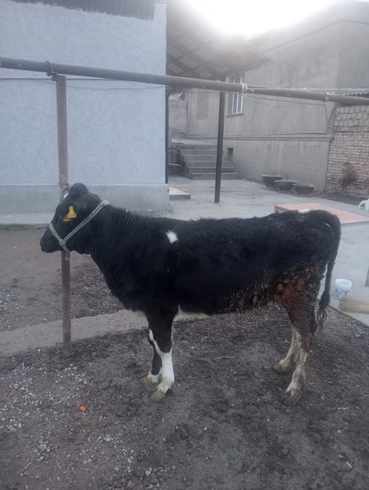 Кунажын сатылады жаксы