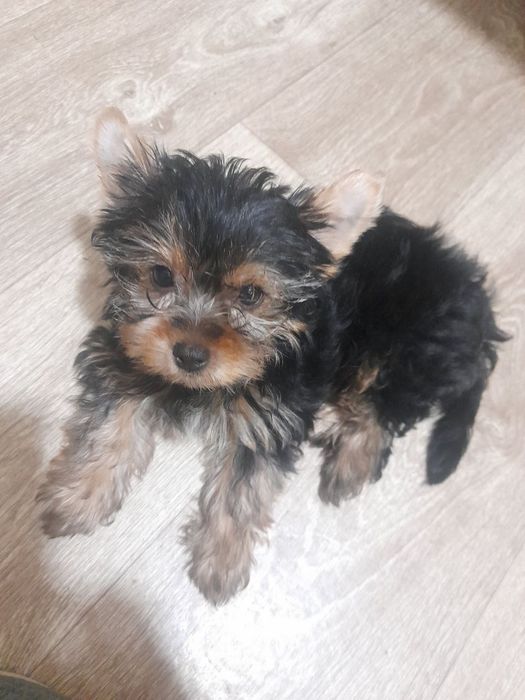 Продаются щенки йоркширского терьера