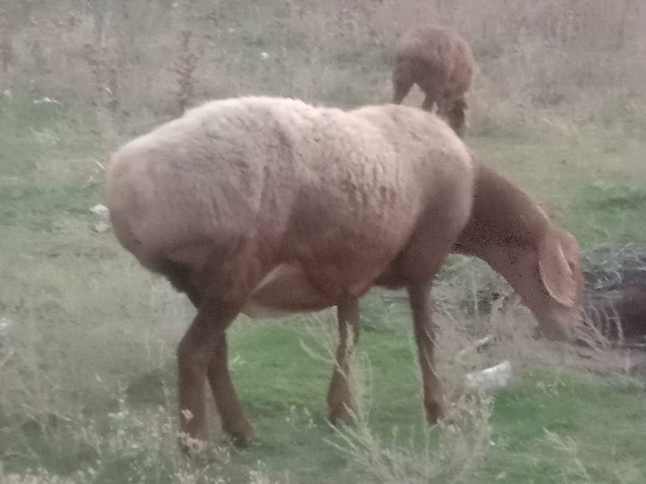 Семиз Кой сатылады продаётся отборные  бараны