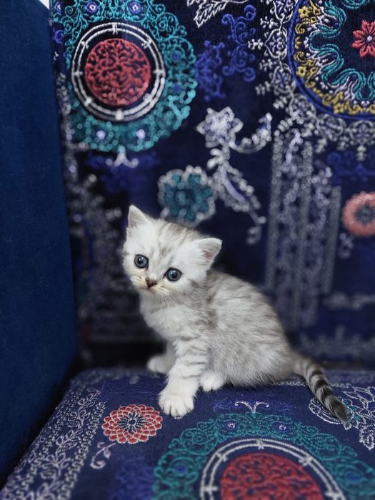 Продам девочку Британец
