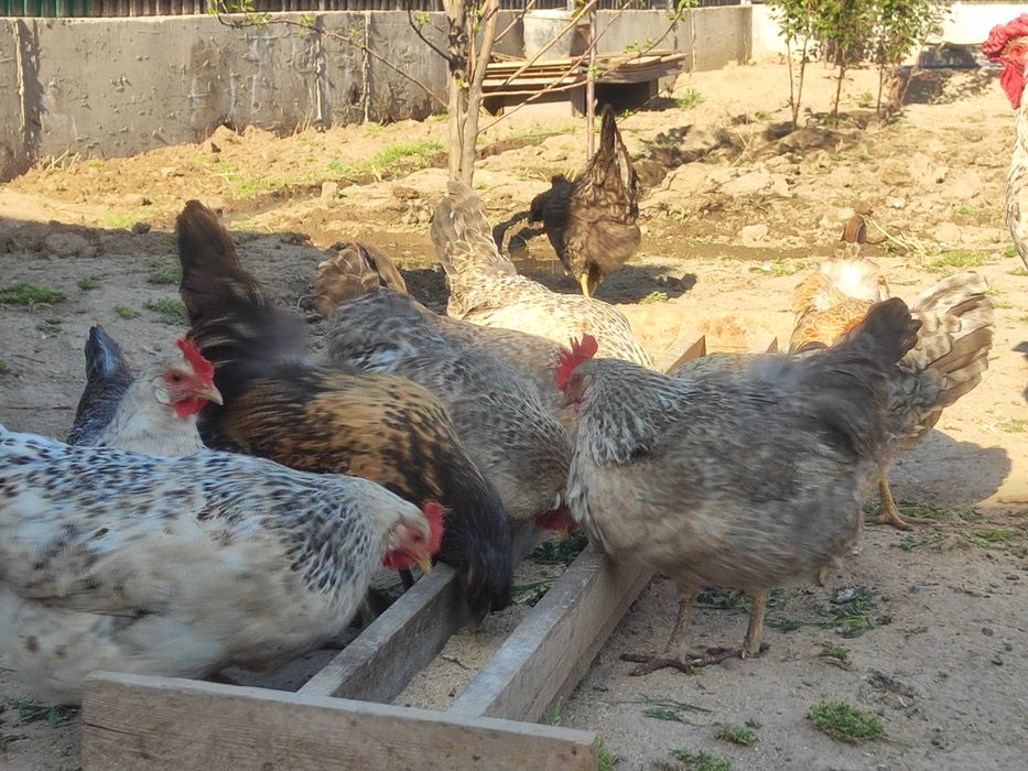 Тауыктар сатылады срочно