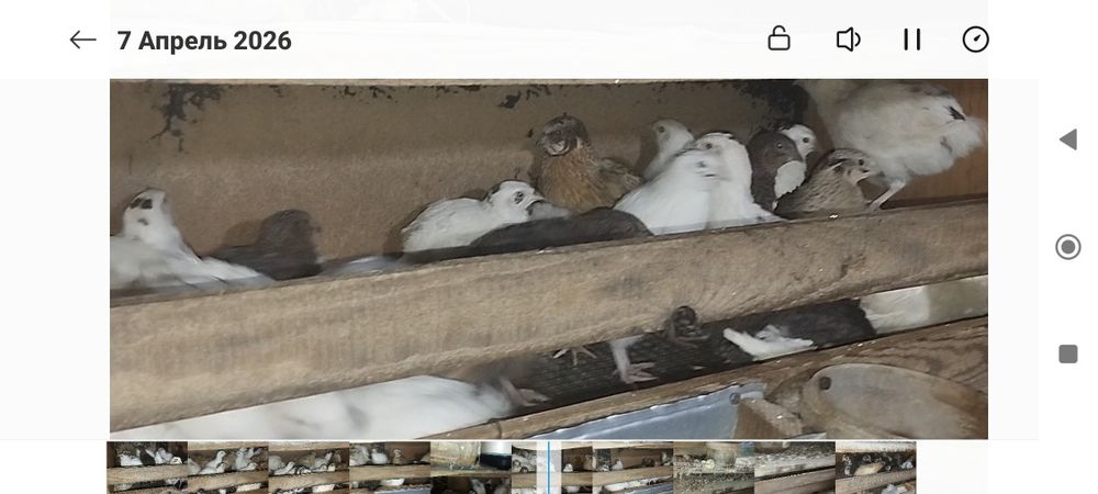 Молодые перепёлки разных парод.