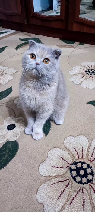 Сотилади Скоттиш фолд