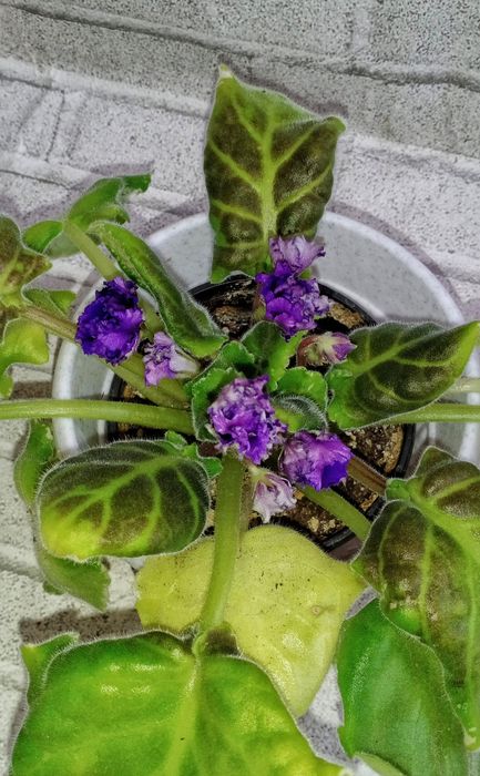 Продам фиалки сортовые