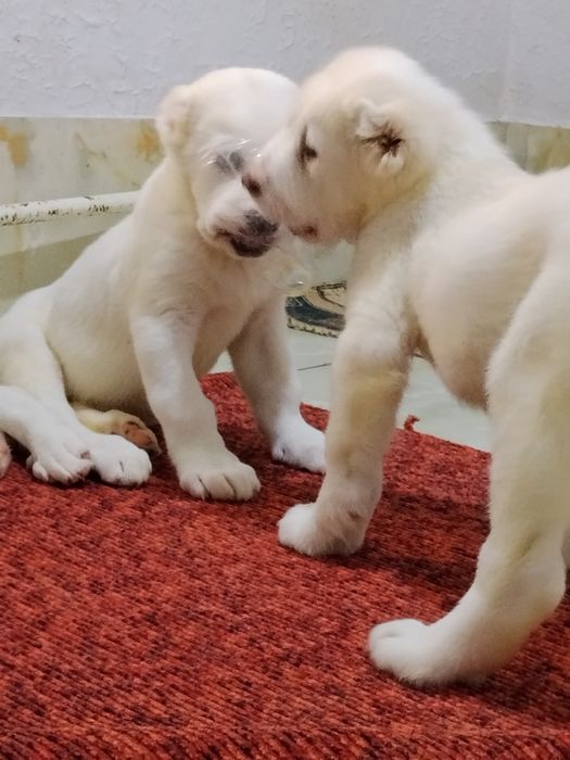 АЛАБАЙ туркменский щенок