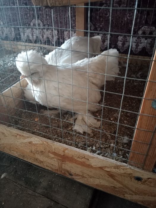 Корейский японлар сотилади