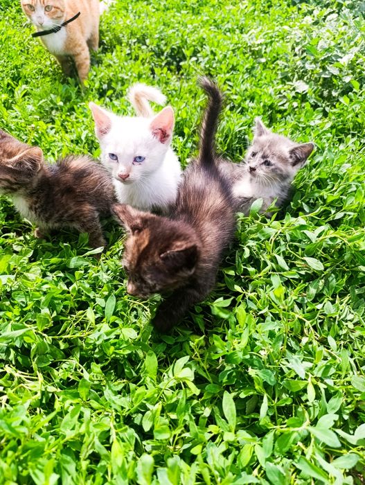 Отдам котят, два мальчика, три девочки