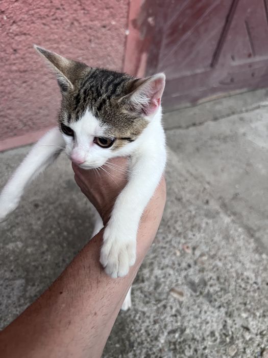 Donez pisici ,motani si pui  de 2-3 luni și mai mari de 1 an