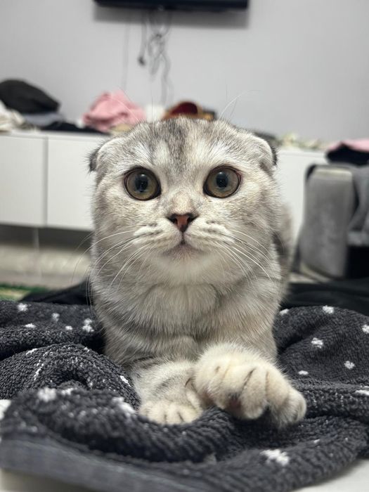Кошка,шотландская вислоухая