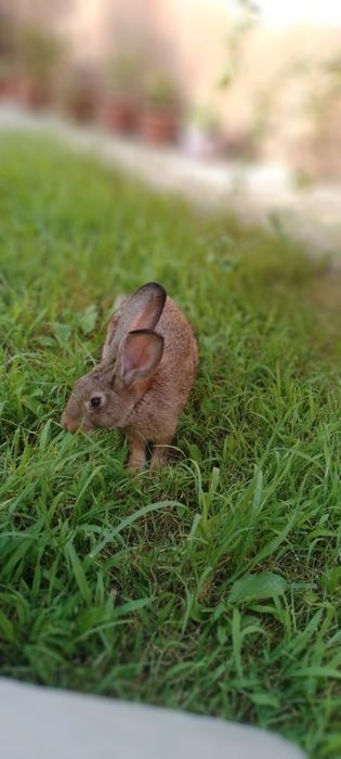 Quyonlar sotilad Прадаютса кролики